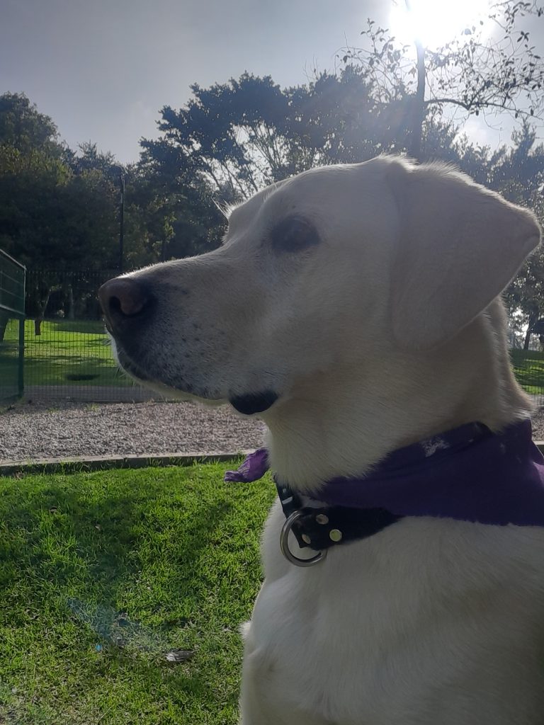 In the image, there is a light-colored Labrador dog looking to the left in a park under sunlight. The dog is wearing a purple bandana around its neck and a black collar with a metal ring. The background shows green grass, trees, and a clear sky, partially covered by the sun’s glow, which backlights the Labrador and creates a silhouette effect.