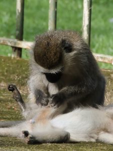 Nursing monkey from Uganda.