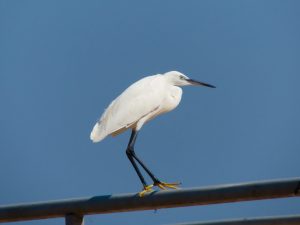 A white egret stands on a railing against a clear blue sky.