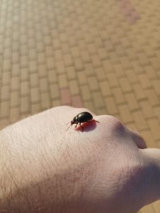 A beetle on a hand.