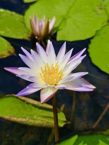 Close up of a white water lily flower with violet broder. From Vazhakkad, Malappuram, Kerala.