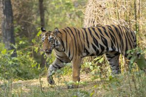 A Bengal tiger walking through a forested area with dense foliage.