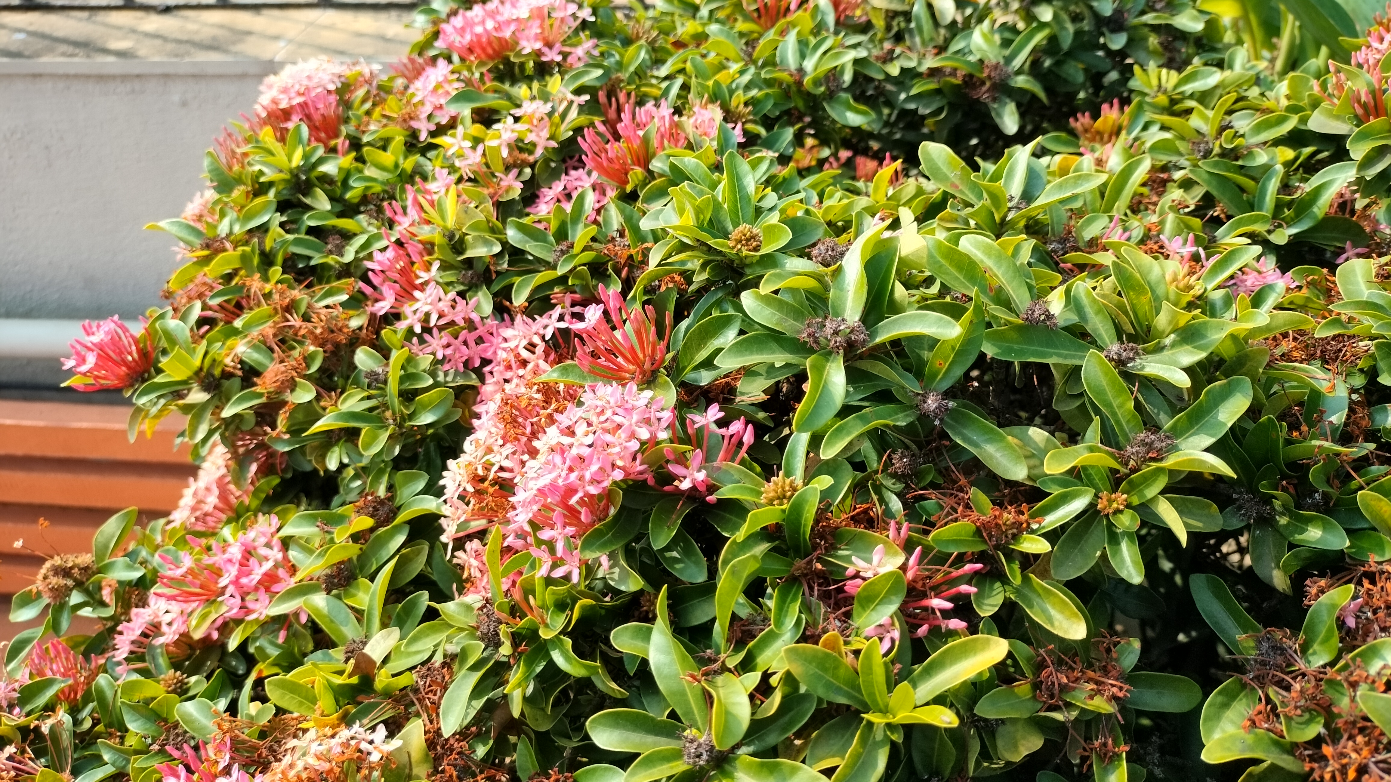 A lush bush with dense clusters of pink flowers and shiny green leaves. The flowers are in various stages of bloom, surrounded by patches of brown, with sunlight softly illuminating the scene