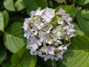 Close-up picture of hydrangea flower