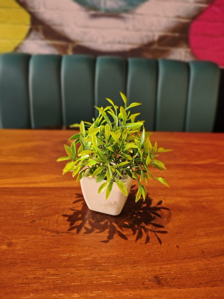 A small potted plant with vibrant green leaves sits on a wooden table. The background features a green upholstered bench and a colorful brick wall mural.