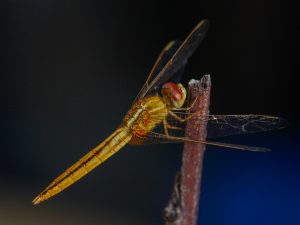 A close-up image of a golden-yellow dragonfly perched on a brown twig.