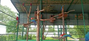 Parrots are having fun at their small home in Safari Park, Gazipur. 