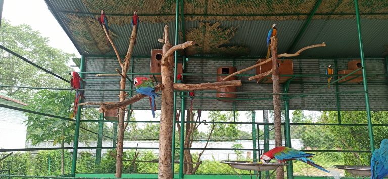 Parrots are having fun at their small home in Safari Park, Gazipur.