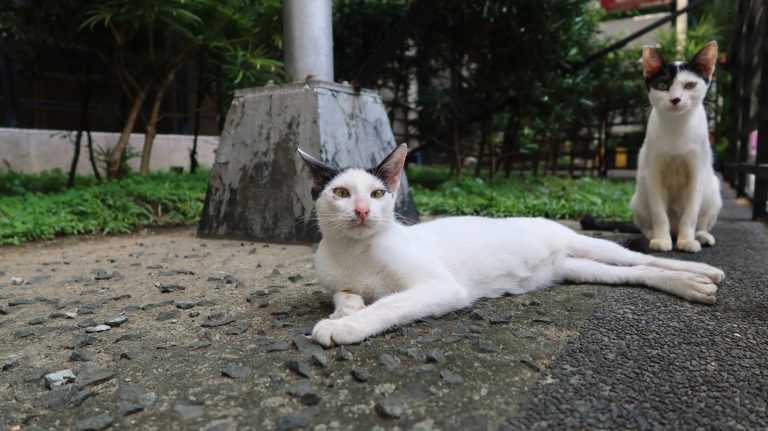 two black-and-white cats sitting on the street