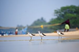 Three shorebirds with long legs and pointed beaks stand at the water's edge on a sandy beach.