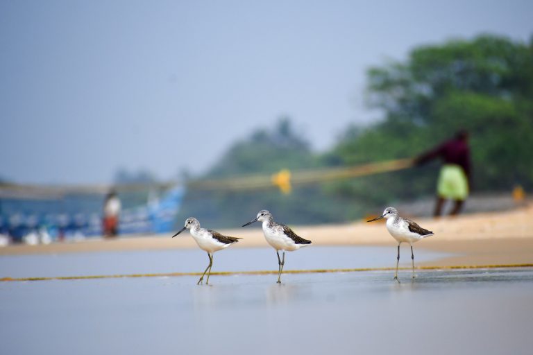 Three shorebirds with long legs and pointed beaks stand at the water’s edge on a sandy beach.