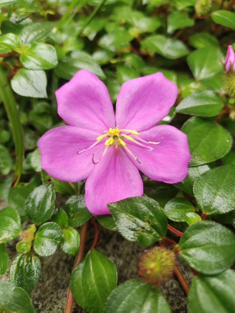 Close-up view of a pink flower, highlighting its beauty and the surrounding greenery.