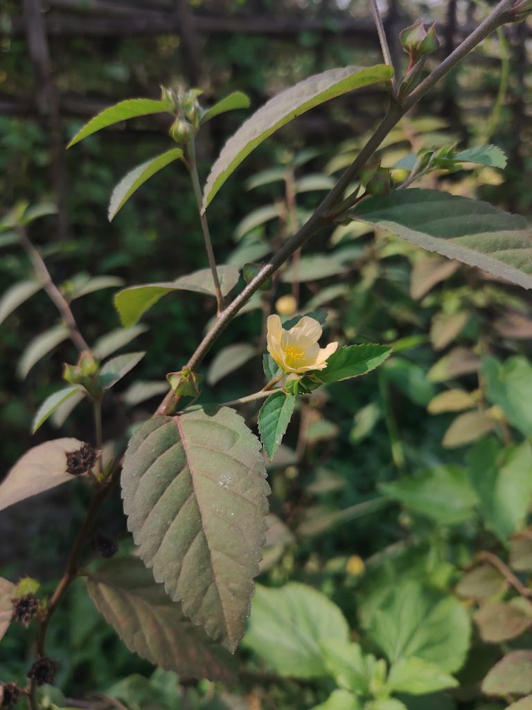 A small yellow flower of Sida acuta blooming on a plant in a vibrant garden setting.