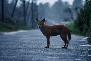 A Golden jackal stands on a wet road during a rainy day, with blurred trees and foliage in the background.