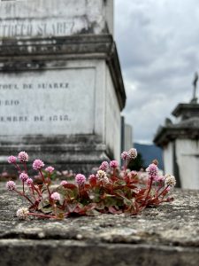 View larger photo: Life sprouts on a tombstone in Bogotá’s cental cemetery. Among death life keeps thriving .