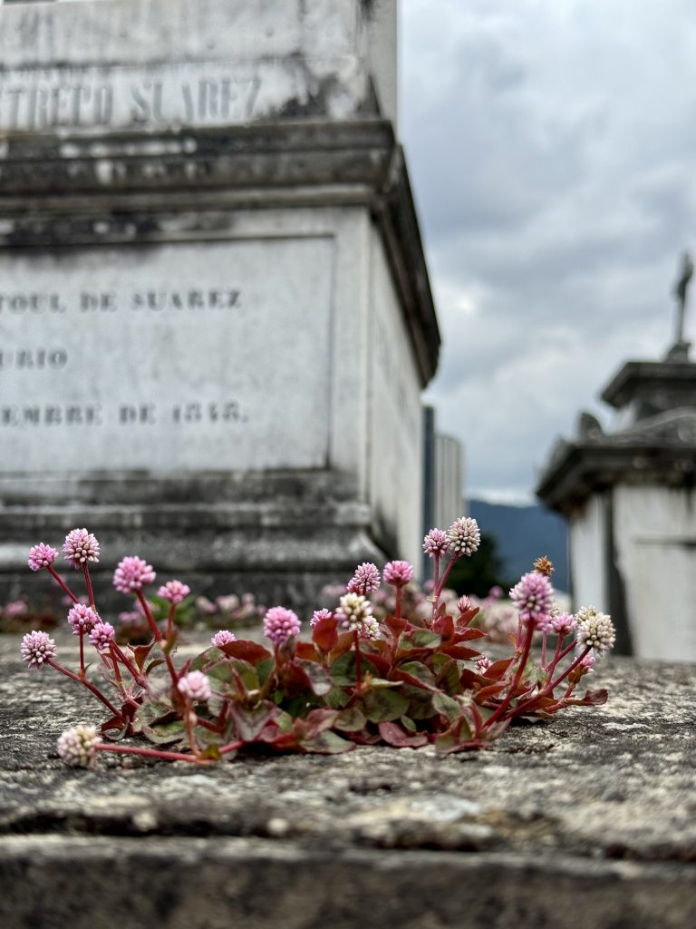 Life sprouts on a tombstone in Bogotá’s cental cemetery. Among death life keeps thriving .