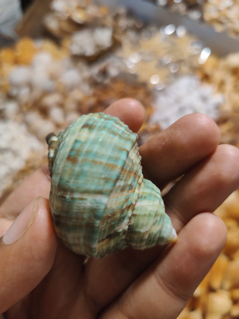 A close-up of a person’s hand holding a turbo sea snail featuring textured, spiral seashell with a mix of blue, green, and brown colors.