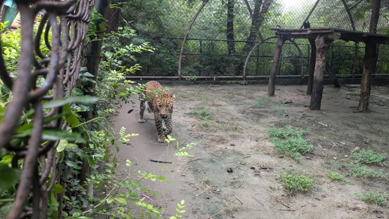 A leopard walks inside a fenced enclosure of the National Zoological Park, surrounded by greenery. The enclosure has a wire mesh fence and a wooden platform on the right side.