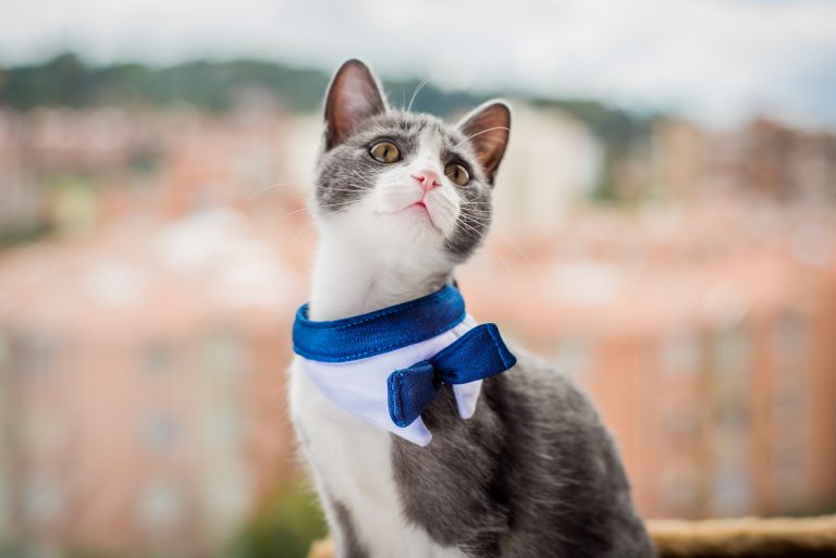 An elegant gray and white cat wearing a blue bow tie, set against a blurred city background. The cat has a curious and serene expression, with its head slightly tilted upward