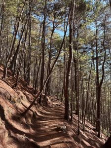 A narrow, winding path surrounded by towering trees deep within the Camp John Hay Eco Trail in Benguet, Philippines.