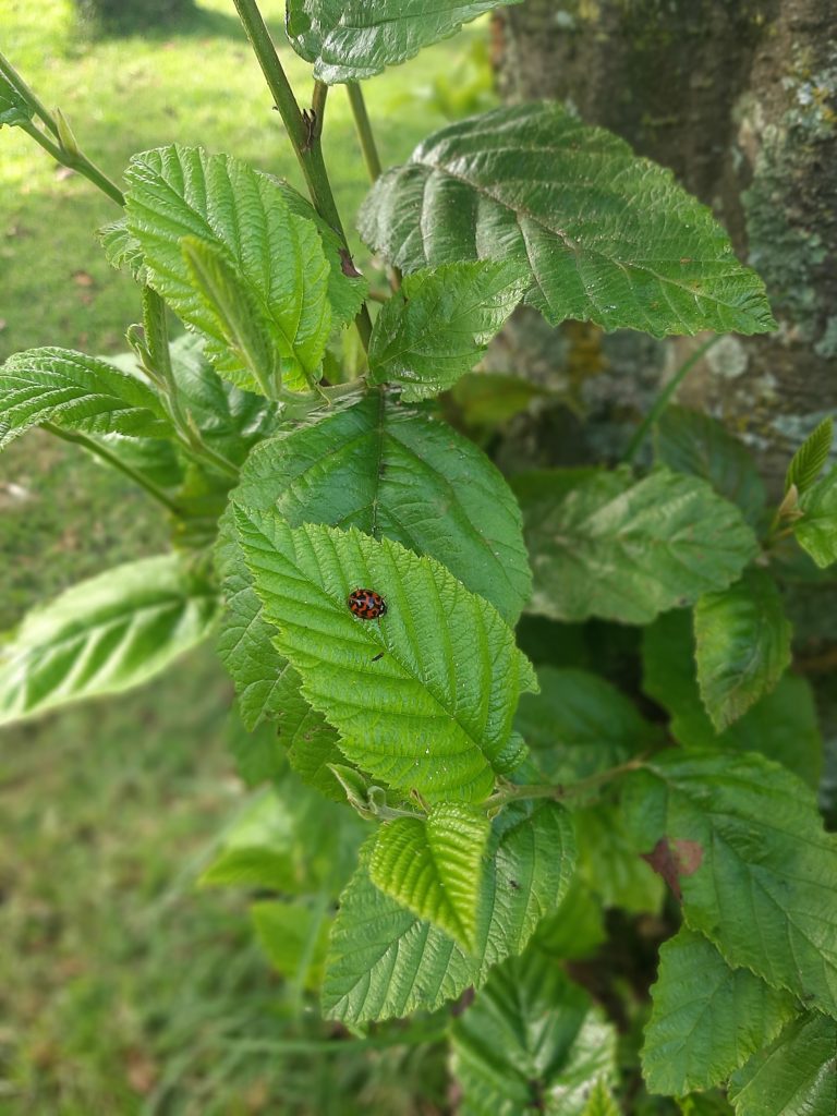 In the image, there is a ladybug with red and black colors on a green leaf with a prominent texture. The leaves belong to a leafy shrub in an outdoor setting. The ladybug is centered in the image, standing out against the vibrant green of the leaves and the blurred background of vegetation