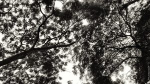 A dramatic, black and white view of tree branches and leaves, shot from a low angle.