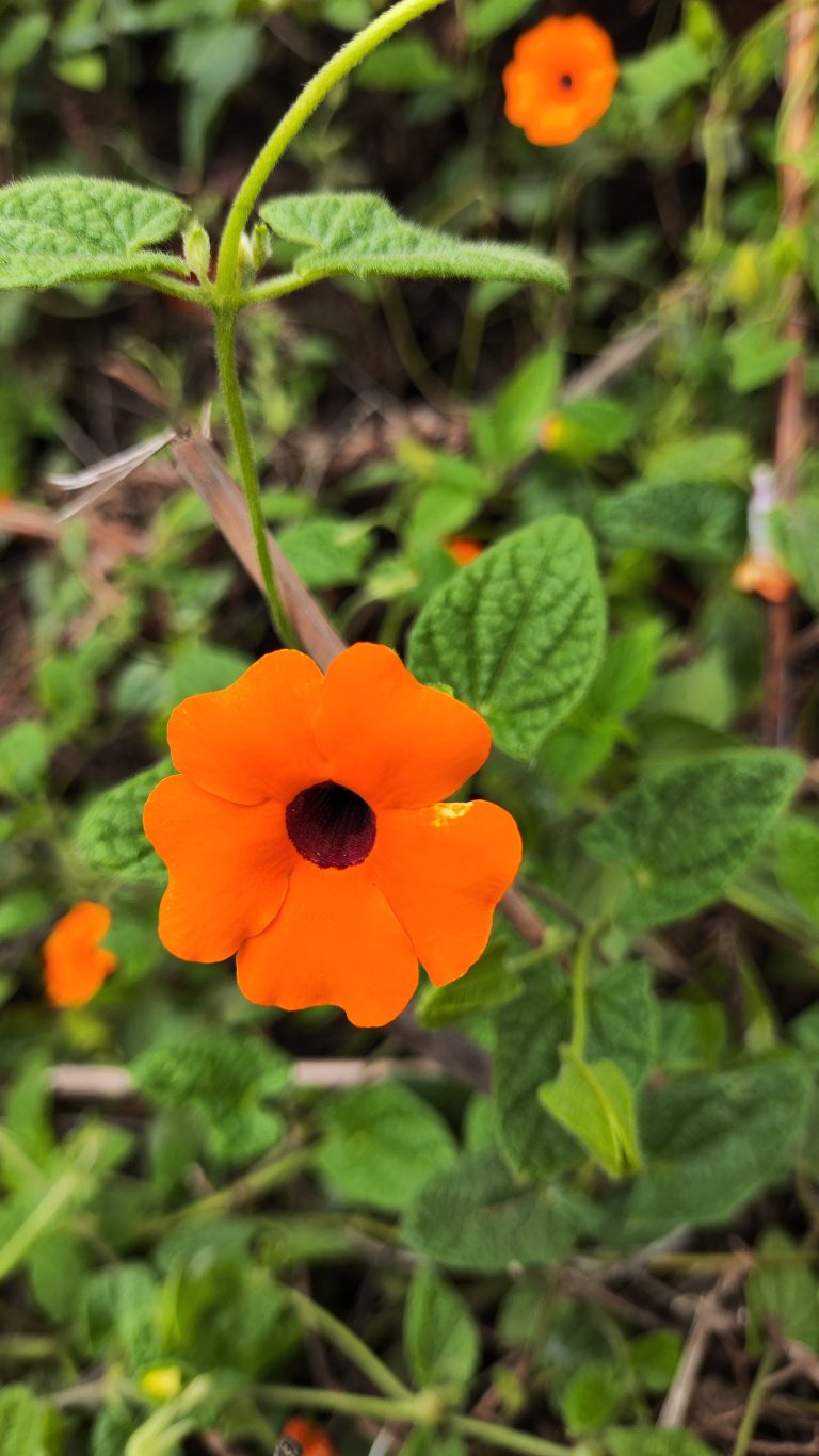 Orange flower with green leaves background captured at Kodaikanal