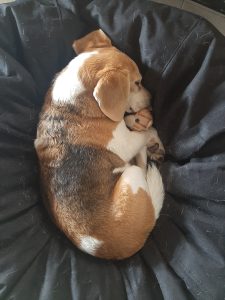 In the image, there is a Beagle dog curled up on a black cushion. The Beagle, with its tricolored fur (brown, white, and black), is holding a small plush kitten while sleeping, displaying a relaxed and comfortable posture. The cushion's fabric is covered with some hairs, indicating this is a favorite spot for the dog.