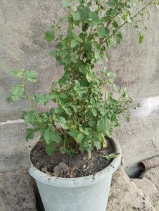 A small green plant in a pot placed on a gray cement floor, showcasing a simple and natural indoor setting.
