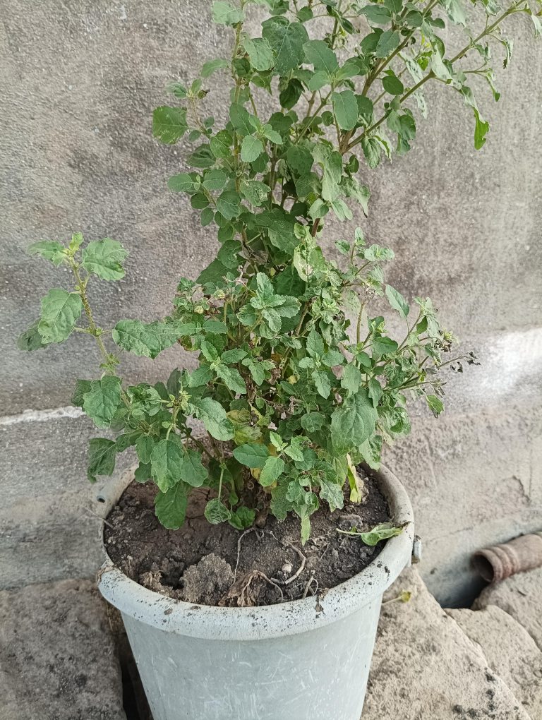 A small green plant in a pot placed on a gray cement floor, showcasing a simple and natural indoor setting.