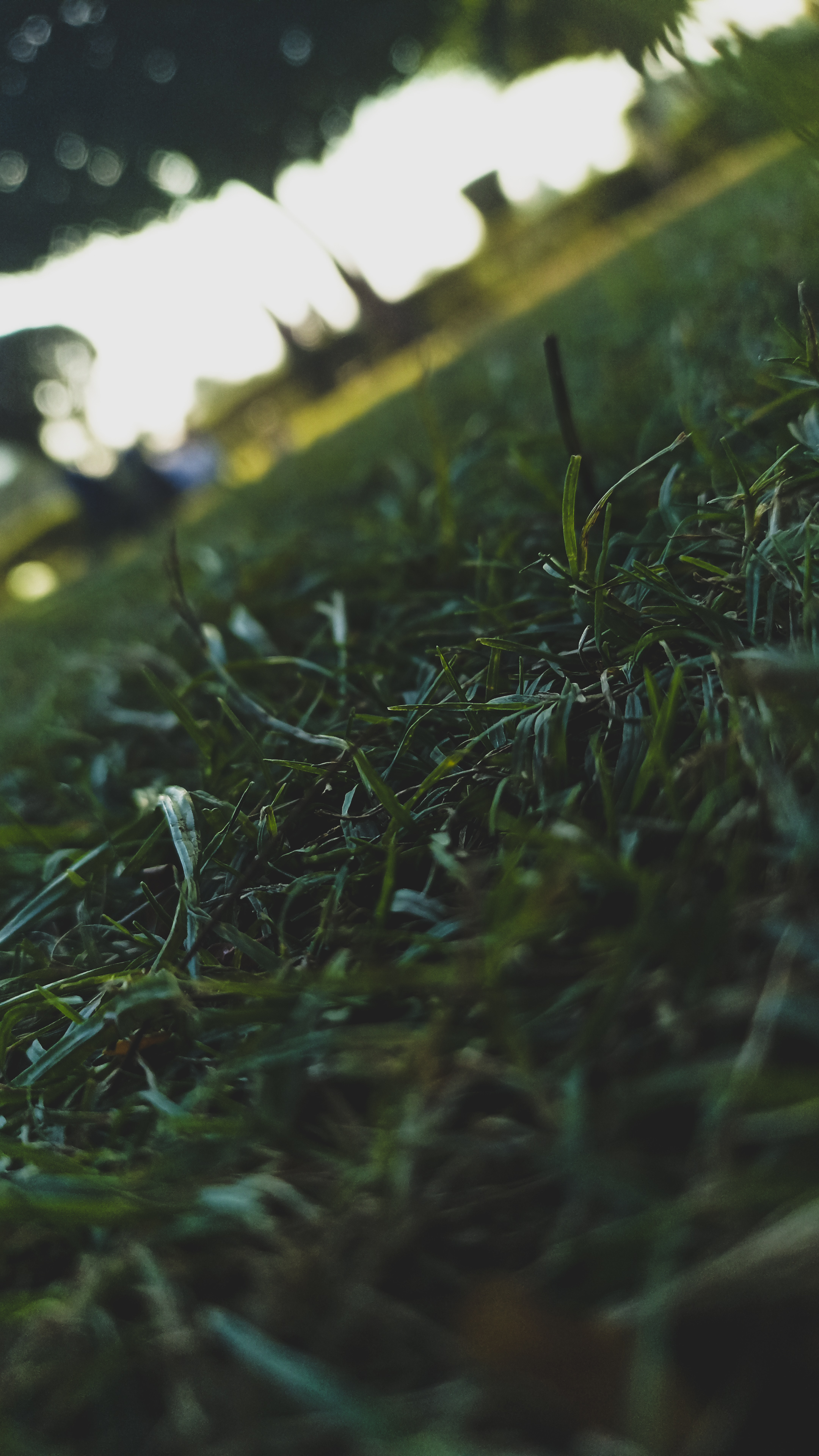 Close-up of grass with blurred background.