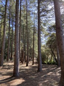 Trees in Fogars de Montclús