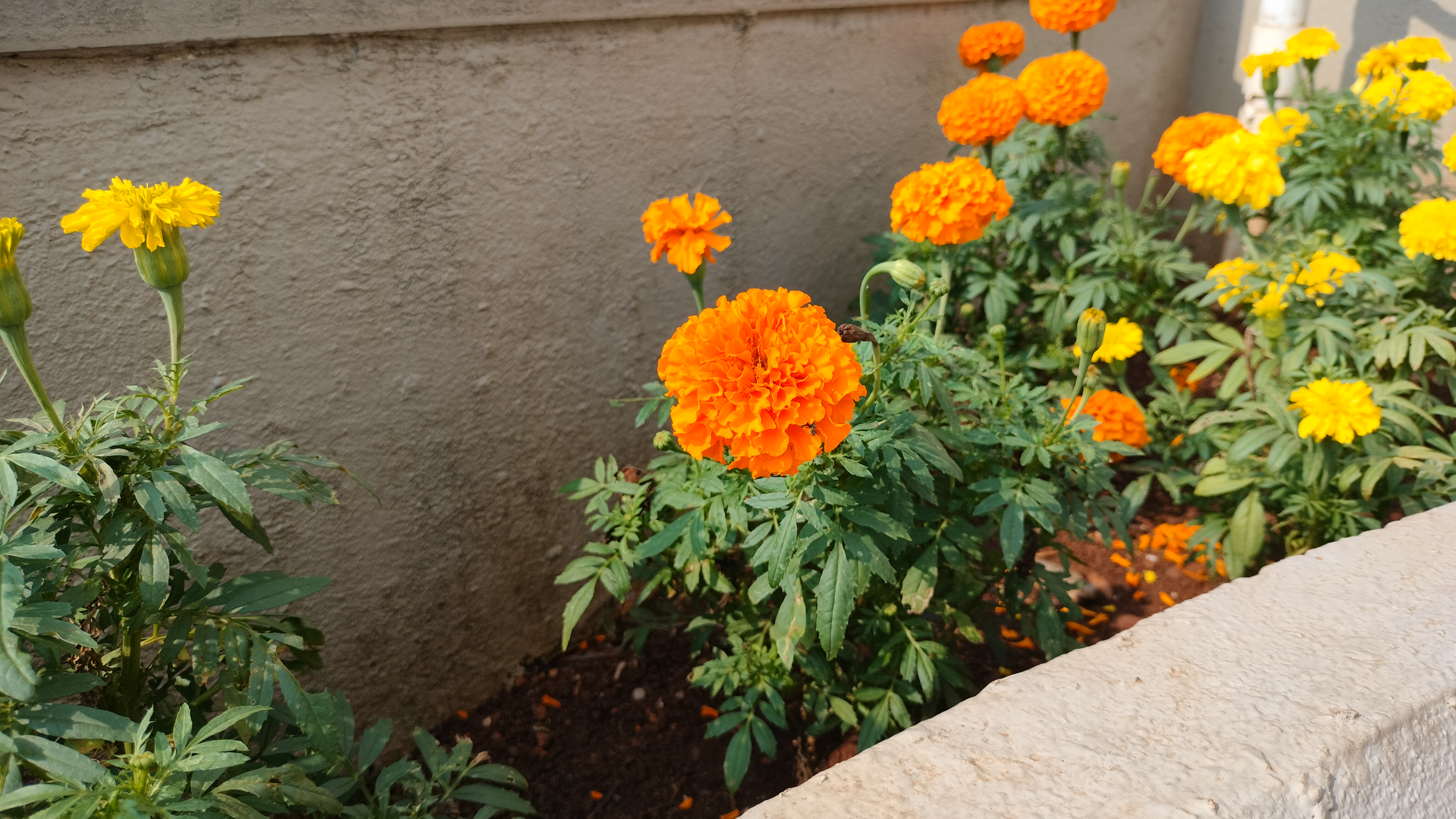 Marigold flowers in full bloom, with vibrant orange and yellow petals, surrounded by green foliage against a light-colored wall.