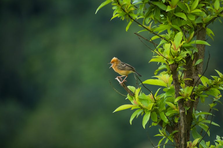 A small bird with a yellow-orange body and dark wings perched on the branch of a lush green tree, set against a blurred natural background.