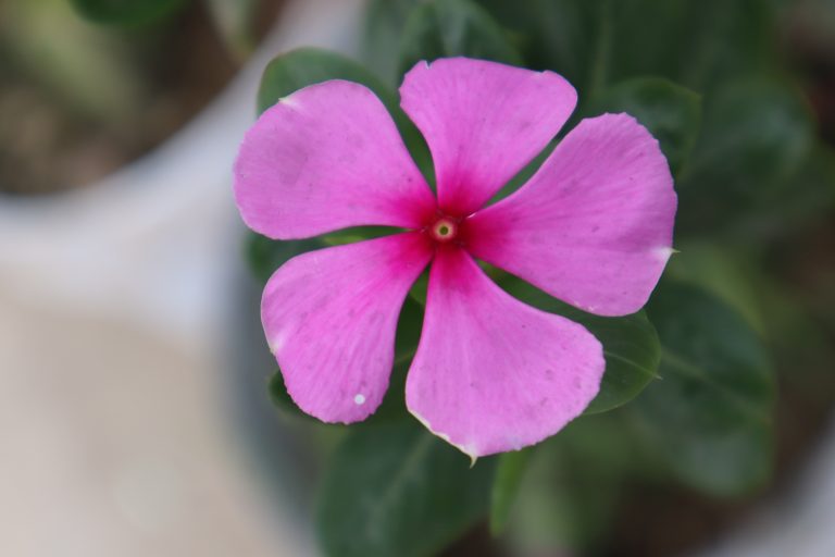 Close-up photo of a pink madagascar periwinkle flower with five petals, set against a blurred green background.