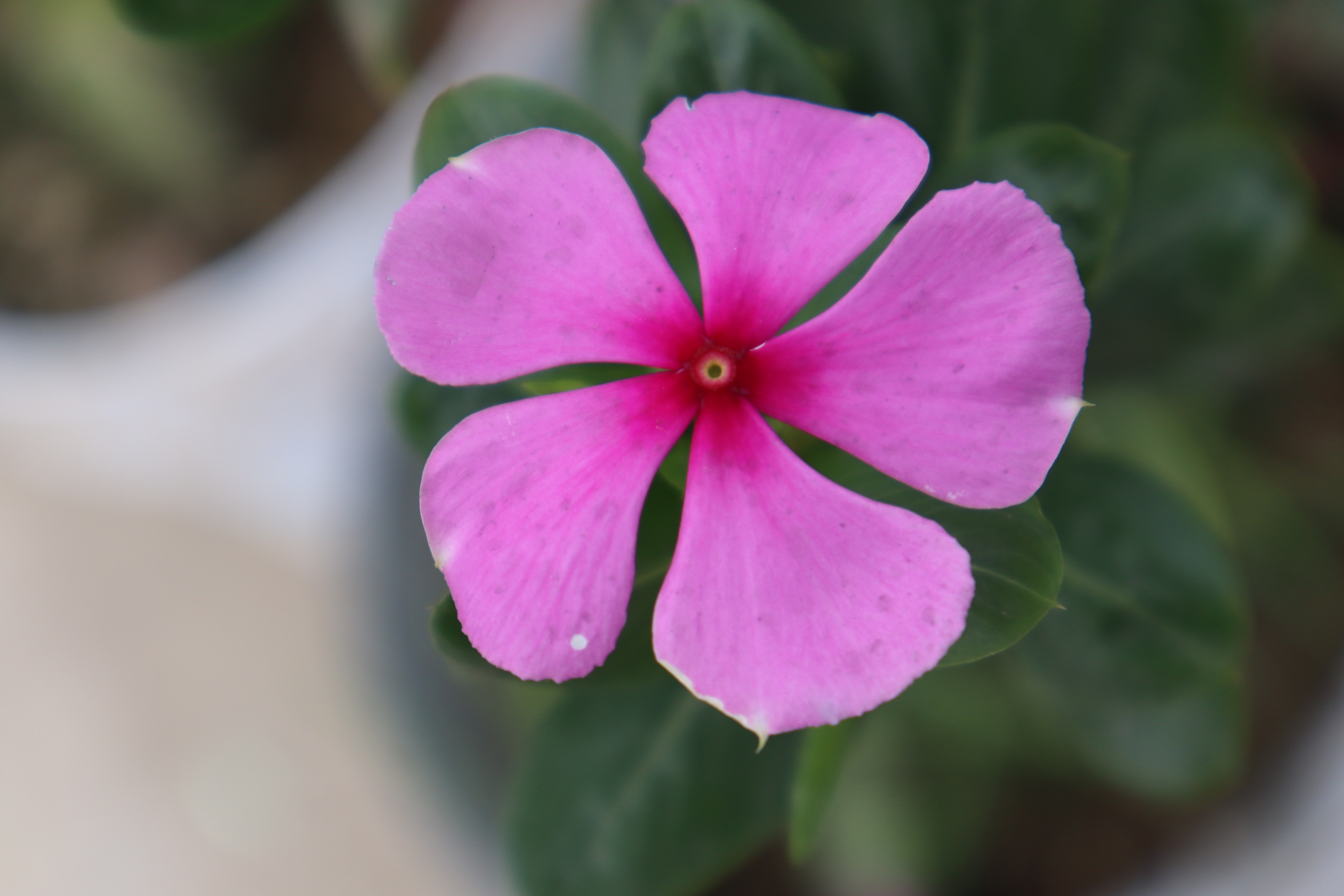 

Close-up photo of a pink madagascar periwinkle flower with five petals, set against a blurred green background.