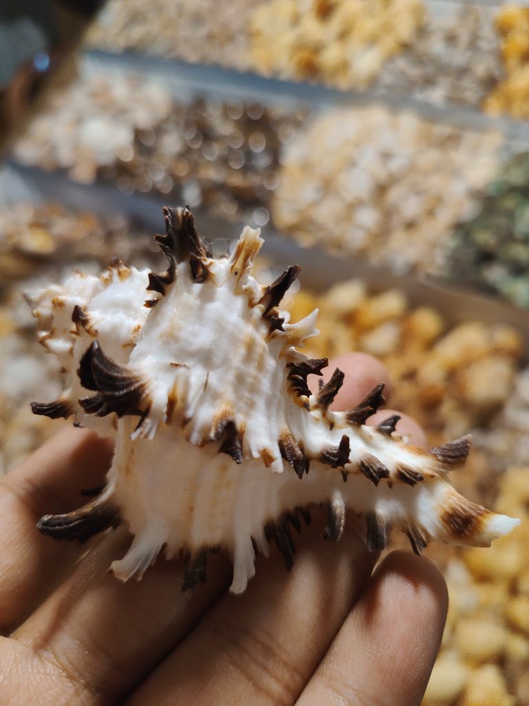 A close-up of a hand holding a spiky, ornate seashell with a white and brown pattern.