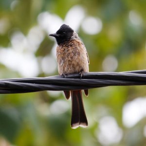 Red Vented Bulbul