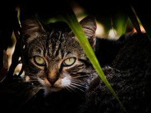 A tabby cat lying partially hidden among leaves, looking directly at the camera. Its fur is a mix of dark and light stripes.