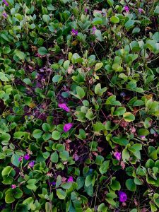 A dense ground covering of green leaves interspersed with vibrant purple flowers.