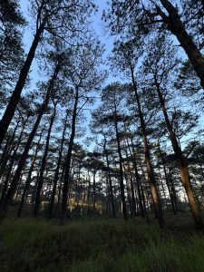 View larger photo: Trees rise from a green grassy field, extending into a vast forest.