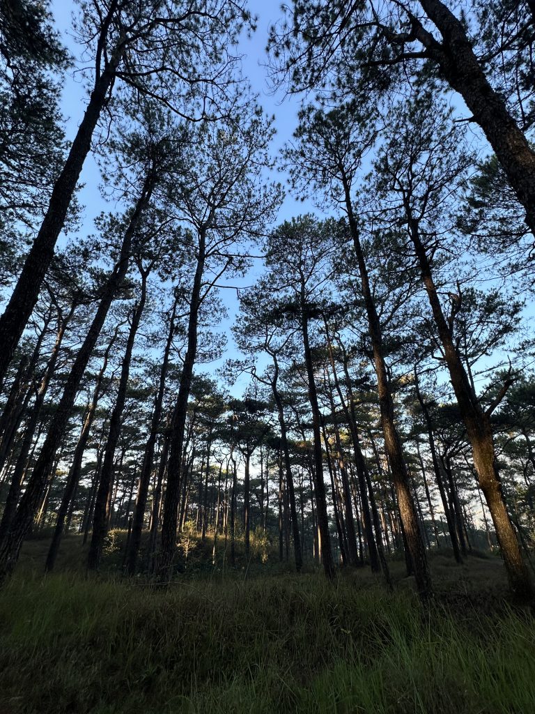 Trees rise from a green grassy field, extending into a vast forest.