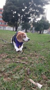 Beagle dog in the park with leafy trees behind