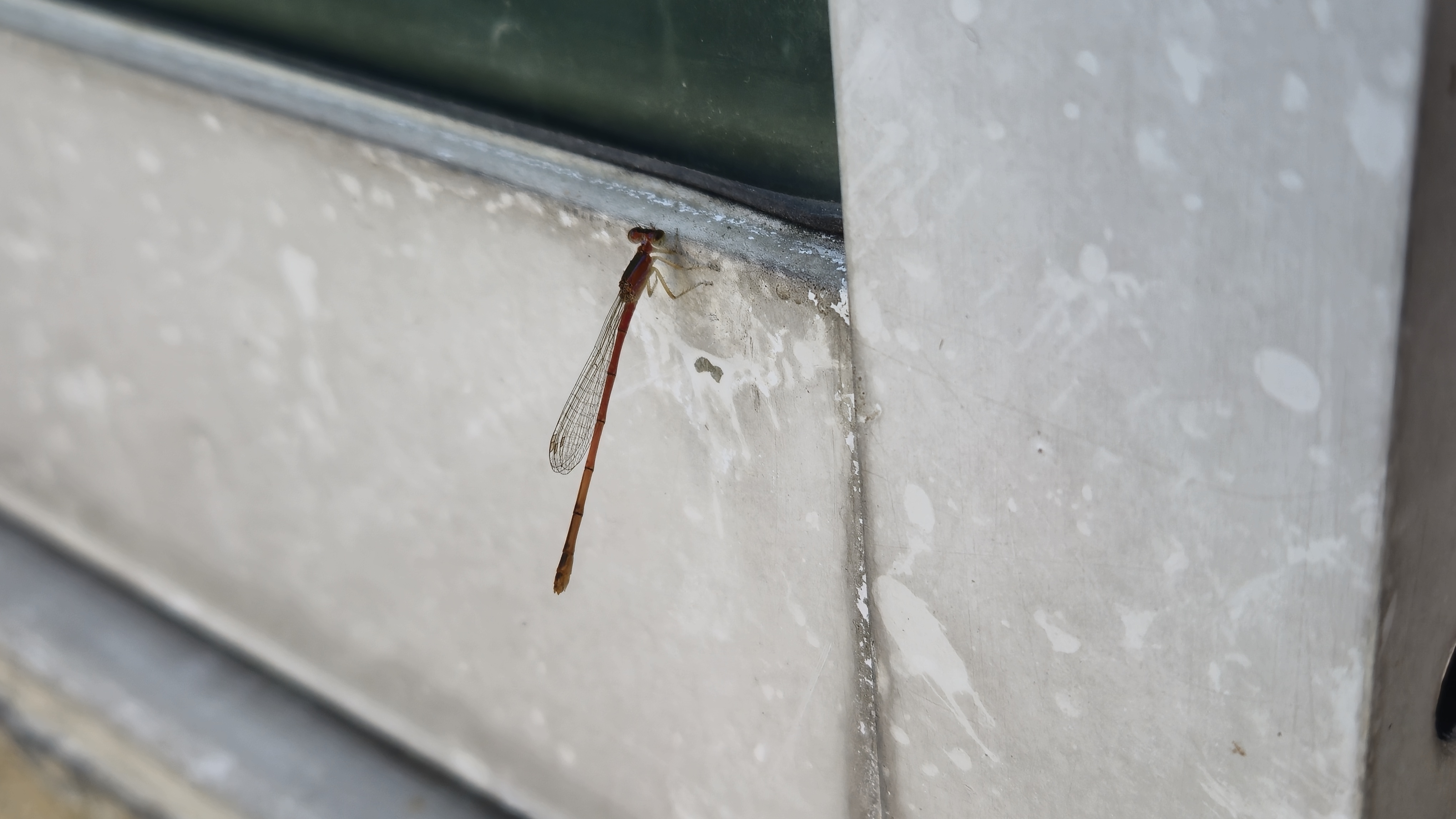 A red dragonfly sitting at the bottom of a window