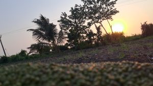 Beautiful trees with sun set at farm. 