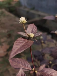 A vibrant Alternanthera sessilis dark purple leaves and small, light-colored flower buds.