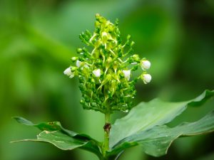 A close-up image of a green plant with small white flowers blooming at the top.