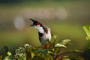 
A beautiful red-whiskered bulbul with striking red and black markings on its head, perched among green leaves, set against a blurred green background.