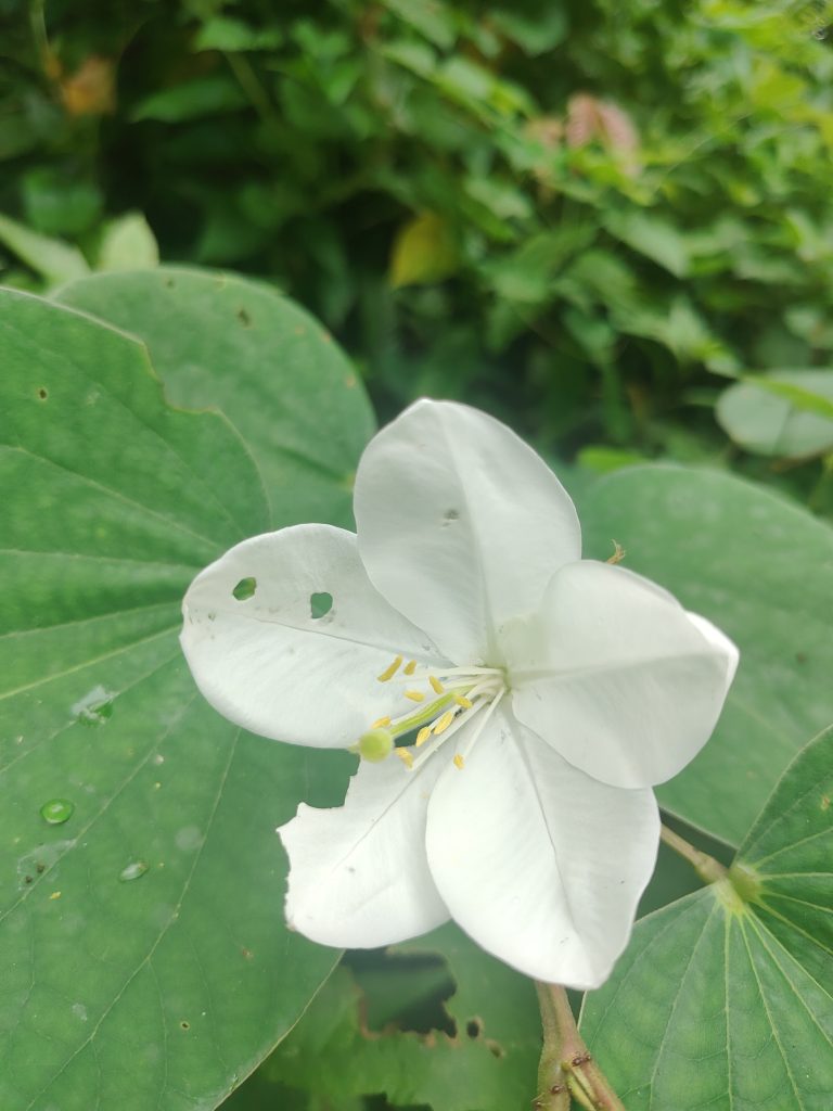 A close-up of Bauhinia acuminata flower with several petals, yellow stamens, and some spots of damage on the petals. The flower is surrounded by large green leaves in a lush outdoor setting.