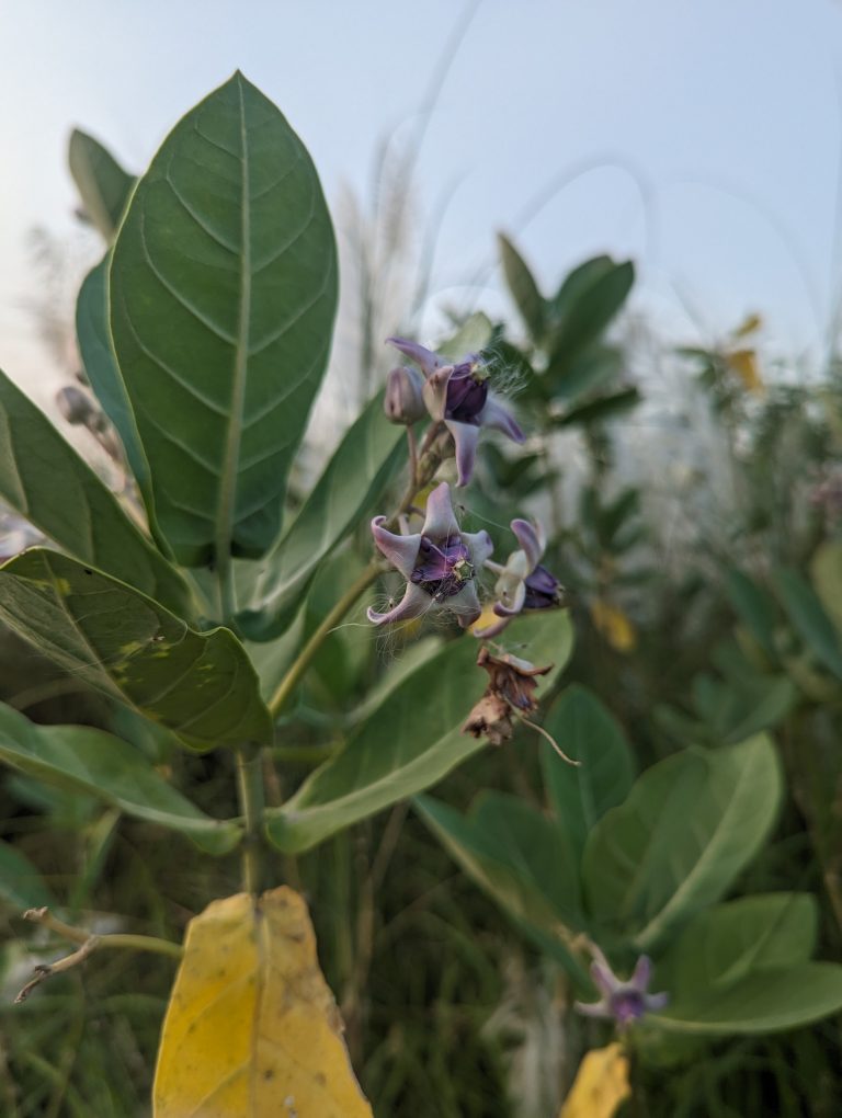 Close-up of a plant with large green leaves and purple flowers, set against a blurred background of foliage and a clear sky.